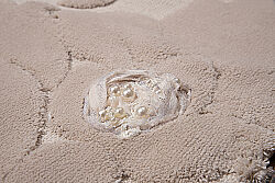 BLASSE-2 PASPAS BEJ 60x120cm - 2