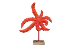 KERVAN - BUYUK DENIZ YILDIZI MERCAN HYK596 33x29cm