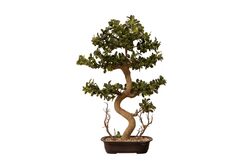 YAPAY AĞAÇ - ÇAM BONSAİ YAPAY AĞAÇ 89 CM ( TH106043 )