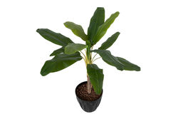 CH07821969 YAPAY AGAC 155cm - 2