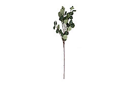 CH10120676 OKALIPTUS DALI 90cm - KERVAN