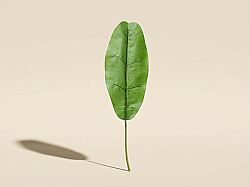 CH10811774 (CH10811771) MUZ YAPRAGI 130cm(12) - YAPAY ÇİÇEK