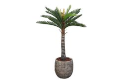 CYCAS PALMIYE YAPAY AGAC BÜYÜK 150cm (759TUF000015) - Thumbnail