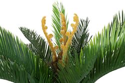 CYCAS PALMIYE YAPAY AGAC KÜÇÜK 120cm (759TUF000014) - Thumbnail