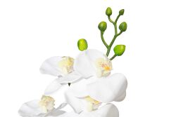 HA3HY111A20WH YAPAY TEKLİ ORKİDE BEYAZ 104 CM - 2