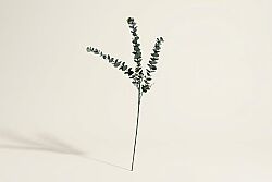 HA4HG1801382GN OKALİPTUS ÇALI YEŞİL 76cm - SWEET FLOWERS