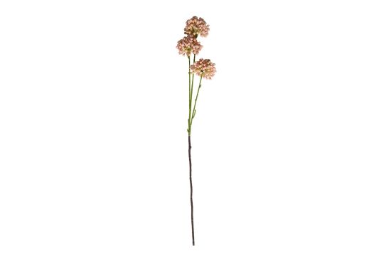 HA4JL2853PK6 MINI ALLIUM DALI - 1