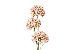 HA4JL2853PK6 MINI ALLIUM DALI - 2