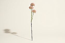 HA4JL2853PK6 MINI ALLIUM DALI - 