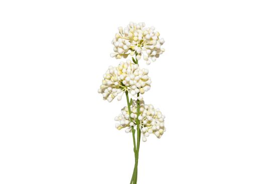 HA4JL2853WH1 MINI ALLIUM DALI - 2