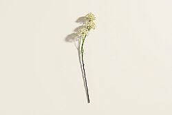 HA4JL2853WH1 MINI ALLIUM DALI - 