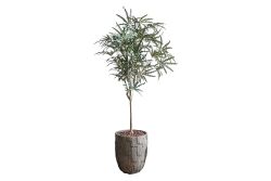HA4LY208150A HACKBERRY YEŞİL 180 CM (759TUF000005) - YAPAY ÇİÇEK