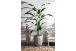 HA4LY54210B KRALİÇE STRELITZIA YEŞİL 240 CM (759TUF000024) - 2