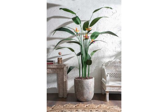 HA4LY54210B KRALİÇE STRELITZIA YEŞİL 240 CM (759TUF000024) - 2