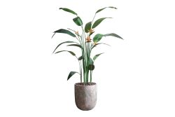 HA4LY54210B KRALİÇE STRELITZIA YEŞİL 240 CM (759TUF000024) - YAPAY ÇİÇEK