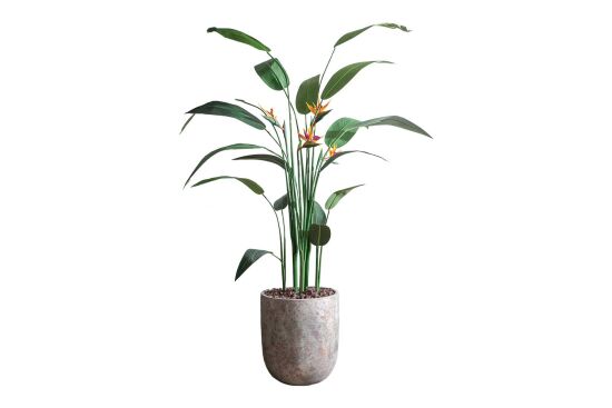 HA4LY54210B KRALİÇE STRELITZIA YEŞİL 240 CM (759TUF000024) - 1
