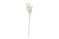 SWEET FLOWERS - HA4LY542GN816 OKALIPTUS DALI 77cm