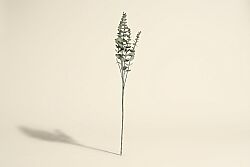 HA4LY542GN816 OKALİPTUS ÇALI YEŞİL 77cm - SWEET FLOWERS