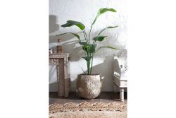 HA4LY71150B RAVENALA YEŞİL 180 CM (759TUF000034) - 2