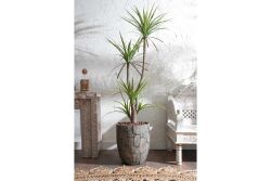 HA4MD1108150GNA DRACAENA YEŞİL 180 CM (759TUF000005) - 2