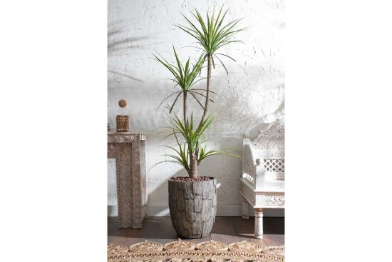 HA4MD1108150GNA DRACAENA YEŞİL 180 CM (759TUF000005) - 2