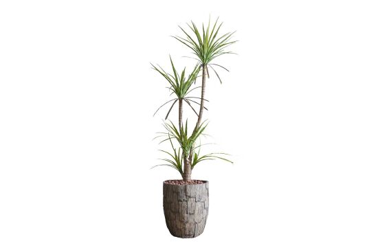 HA4MD1108150GNA DRACAENA YEŞİL 180 CM (759TUF000005) - 1