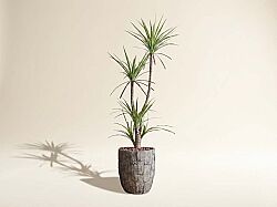 HA4MD1108150GNA DRACAENA YEŞİL 180 CM (759TUF000005) - 