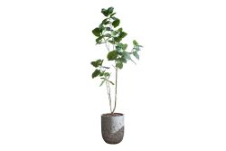 HA4SB23B12GNA FİKU YEŞİL 240 CM (759TUF000110) - YAPAY ÇİÇEK