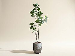 HA4SB23B12GNA FİKU YEŞİL 240 CM (759TUF000110) - YAPAY ÇİÇEK