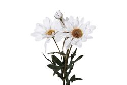 HA5HJ668AT453 YAPAY GERBERA ÇİÇEĞİ BEYAZ 48 CM - 2