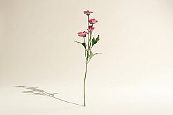 HA5XYD1146PK PAPATYA DALI 5 ÇİÇEKLİ PEMBE 48 CM - 