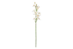 SWEET FLOWERS - HD9461 BİTKİ BEYAZ 66cm