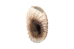 HYK569 TUTACAKLI MERCAN VAZO KREM-GOLD 26x29cm - 2