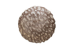 LEONA MEYVELİK 40 CM KAHVERENGİ (18537) - 3