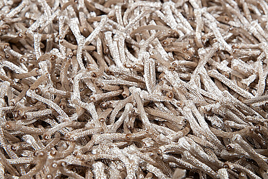 LINGUATO PASPAS 70 - 3