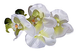 SANSELO ARANJMAN 55X75 CM KREM - 4