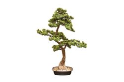 YAPAY AĞAÇ - SELVİ YAPAY AĞAÇ 102 CM ( TH106037 )