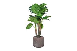 YAPAY AĞAÇ - TH008073 MONSTERA YAPAY AĞAÇ 120CM(759TUF000090)