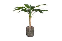 TH008094 1 KÖKLÜ MUZ YAPAY AGAC 135CM(759TUF000102) - YAPAY AĞAÇ