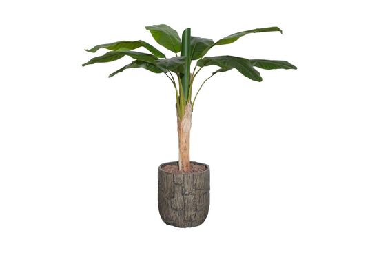 TH008094 1 KÖKLÜ MUZ YAPAY AGAC 135CM(759TUF000102) - 1