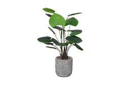 YAPAY AĞAÇ - TH008440 KIVRIMLI YELPAZE PALMİYESİ YAPAY AĞAÇ 130CM(759TUF000062)