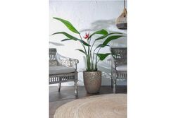 TH008573-A 1 ÇİÇEKLİ STARLİÇE YAPAY AĞAÇ 165CM(759TUF000075) - Thumbnail