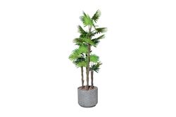 YAPAY AĞAÇ - TH008773-A 4 KÖK FAN PALMİYE /32 DALLI YAPAY AGAC 160CM(759TUF000113)