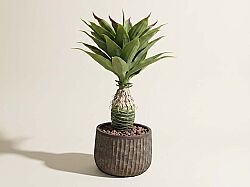 TH049106-A YAPAY AGAVE AGACI 90cm(759TUF000017) - YAPAY AĞAÇ