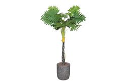 YAPAY AĞAÇ - TH070146 FİLODENDRON YAPAY AĞAÇ 255CM(759TUF000064)