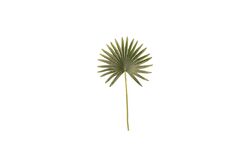 YAPAY ÇİÇEK - TH070243 PALMIYE YAPRAGI 50cm