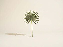 TH070243 PALMIYE YAPRAGI 50cm - YAPAY ÇİÇEK