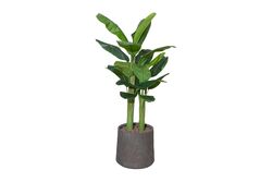 YAPAY AĞAÇ - TH070317-A MUZ YAPAY AGACI 170cm(759TUF000094)
