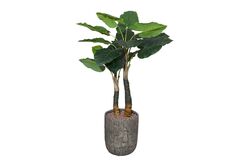 YAPAY AĞAÇ - TH070346-A WILD TARO YAPAY AGAC 190cm(759TUF000104)