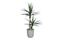 YAPAY AĞAÇ - TH070366-A SISAL YAPAY AGAC 155cm(759TUF000053)